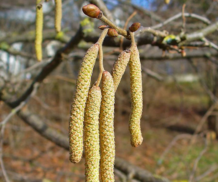 Corylus-φουντουκιά-μελισσοκομικό-φυτό