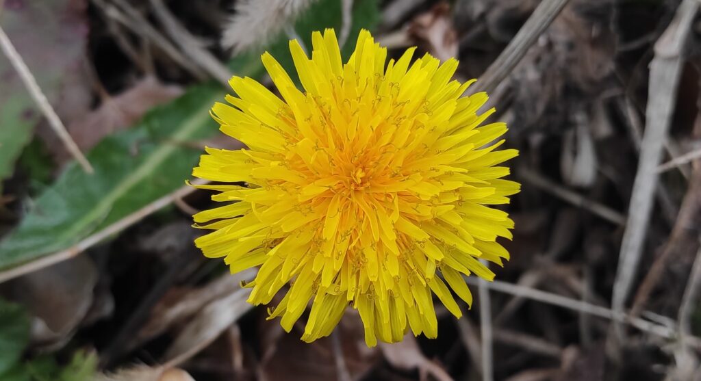 ταράξακος-φαρμακευτικός-taraxacum-bees