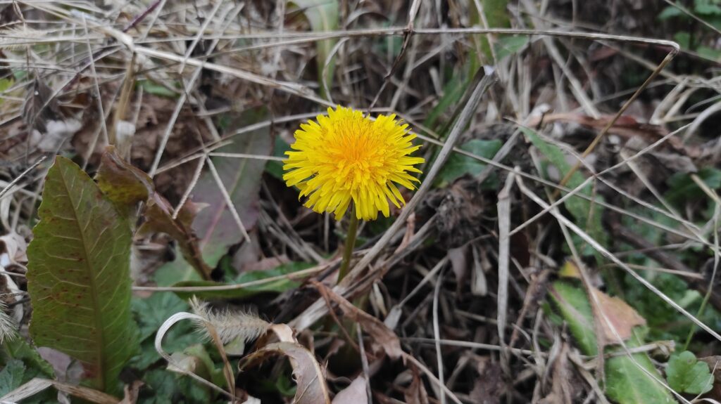 ταράξακος-φαρμακευτικός-taraxacum-bees